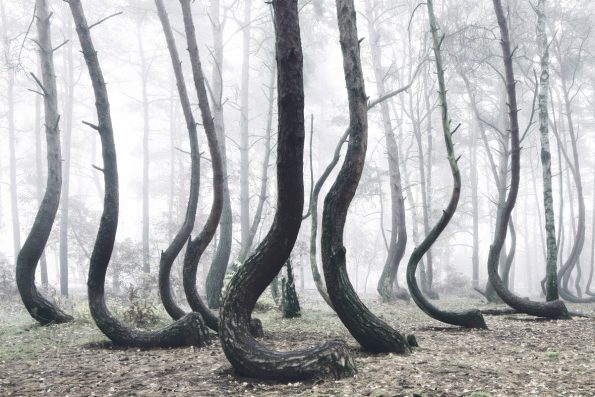 crooked forest pinterest