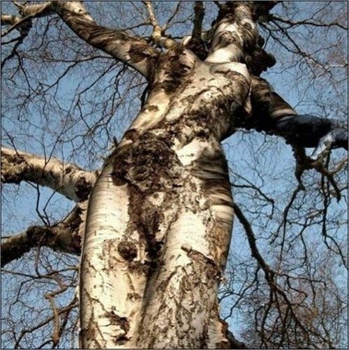 tree woman