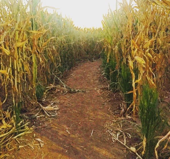 corn maze at Buckelew Farm