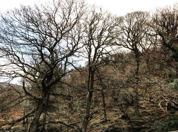 Glendalough Folklore trees