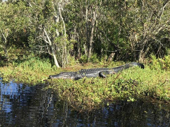 Alligator sightseeing airboat tour