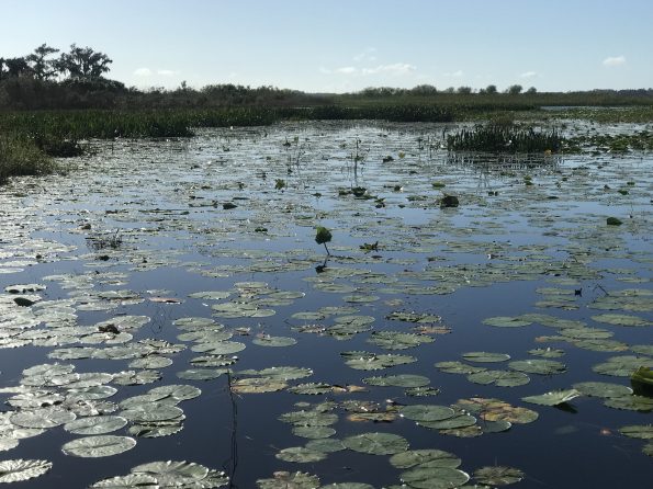 airboat tour view