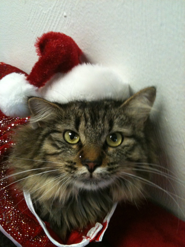 little christmas cat with santa hat